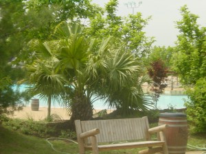 Chinese Fan Palm