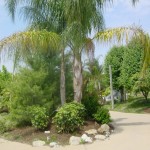 Double Queen Palm Double Queen Palm