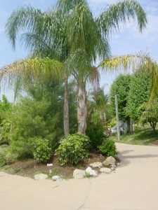 Double Queen Palm