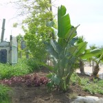 Travellers Palm Travellers Palm