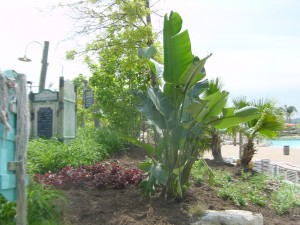 Travellers Palm