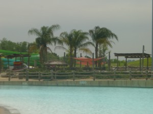 Queen Palms by Wave Pool