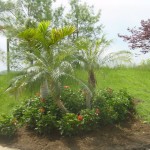 Double Phoenix and Hibiscus Double Phoenix and Hibiscus