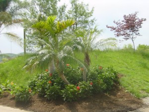 Double Phoenix and Hibiscus