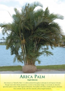 areca-palm-1