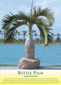 bottlepalm1