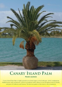 canaryisland1