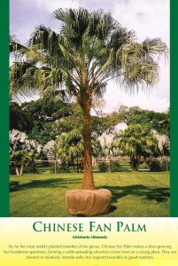 chinesefanpalm1
