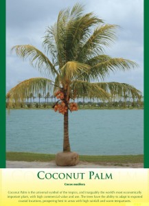 coconutpalm1