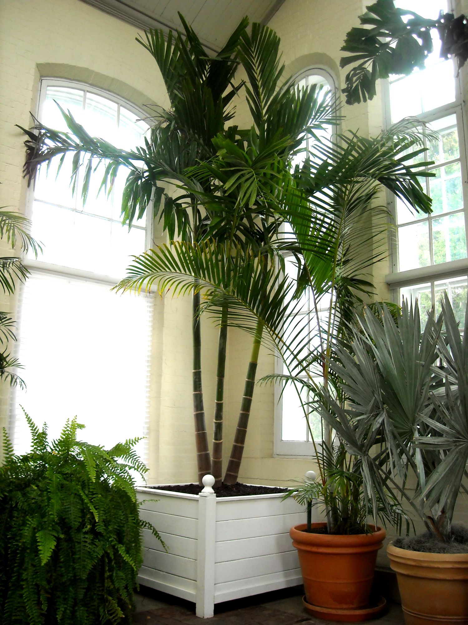 palm tree house