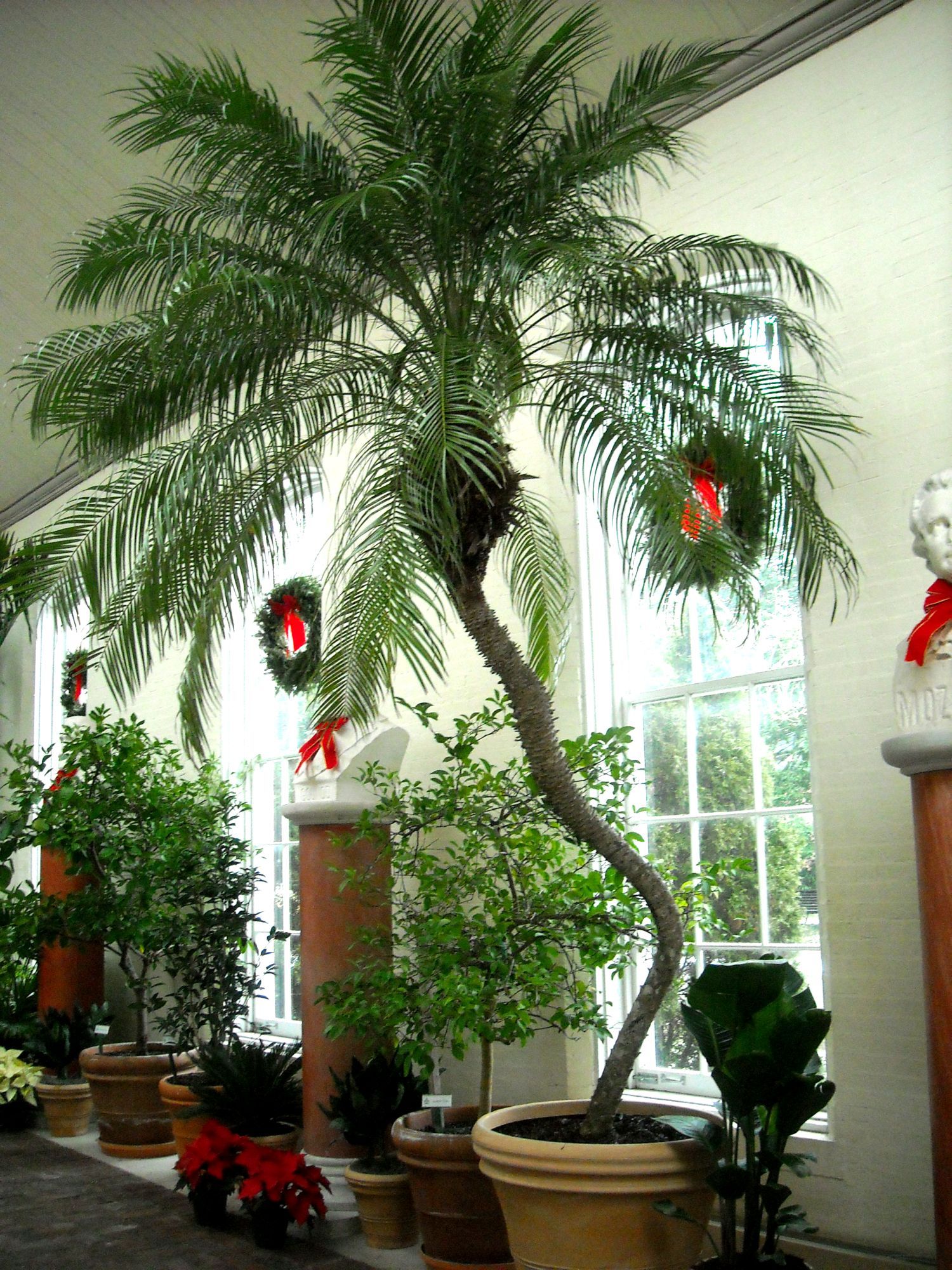 Palm Piper House, Walter Knoll Florist Client, Exotic Palm