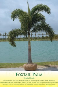 foxtailpalm-1