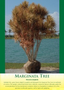 marginata1