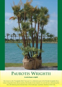 paurotiswrightiipalm1
