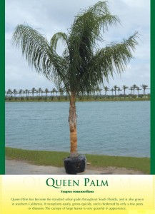 queenpalm1