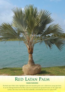 redlatanpalm1