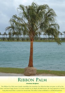 ribbonpalm1