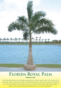 royalpalm1