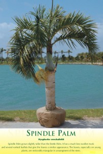 spindlepalm1