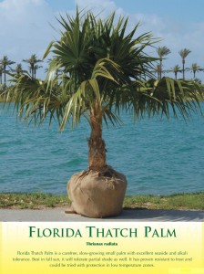 thatchpalm1