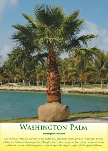 washingtonpalm1
