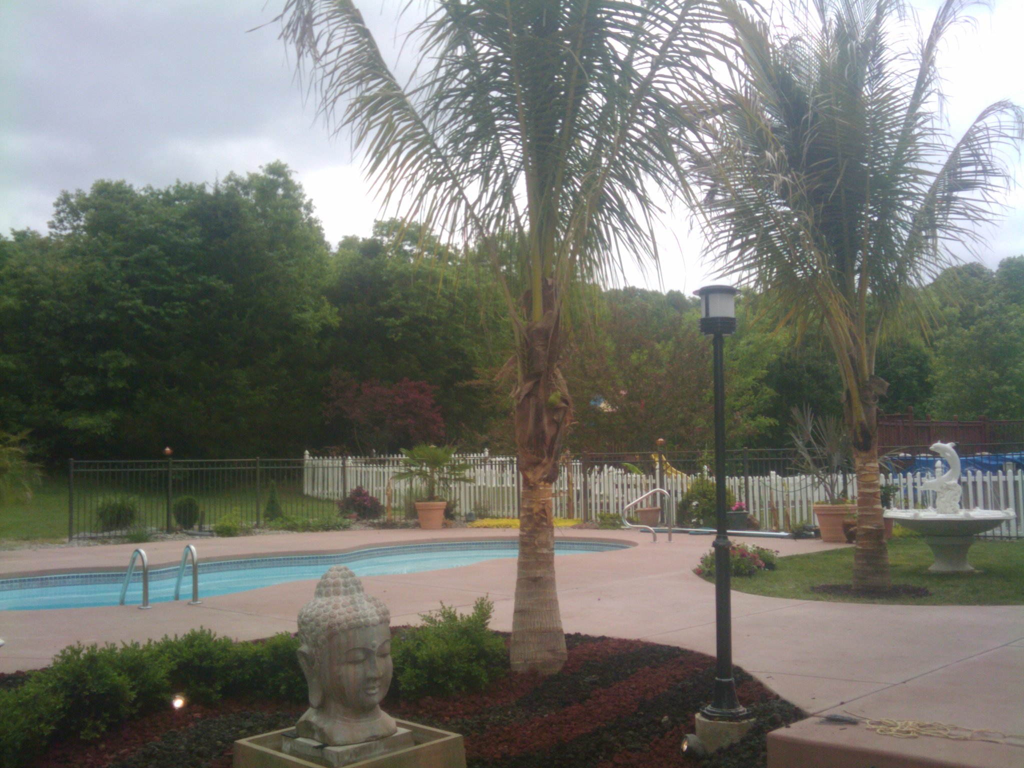 Palm Tree Landscapes Walter Knoll Florist Commercial Service St