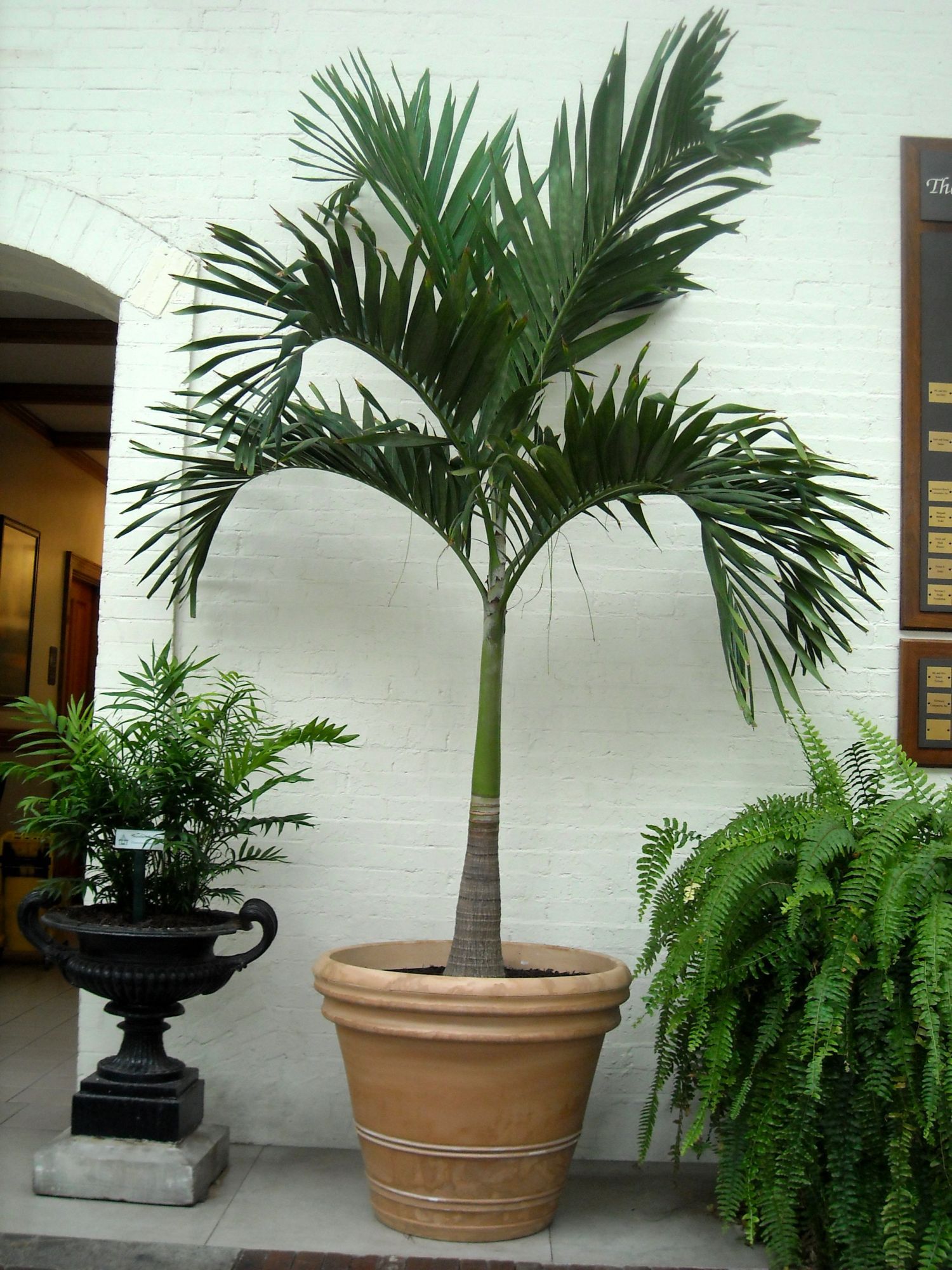 Palm Piper House, Walter Knoll Florist Client, Exotic Palm