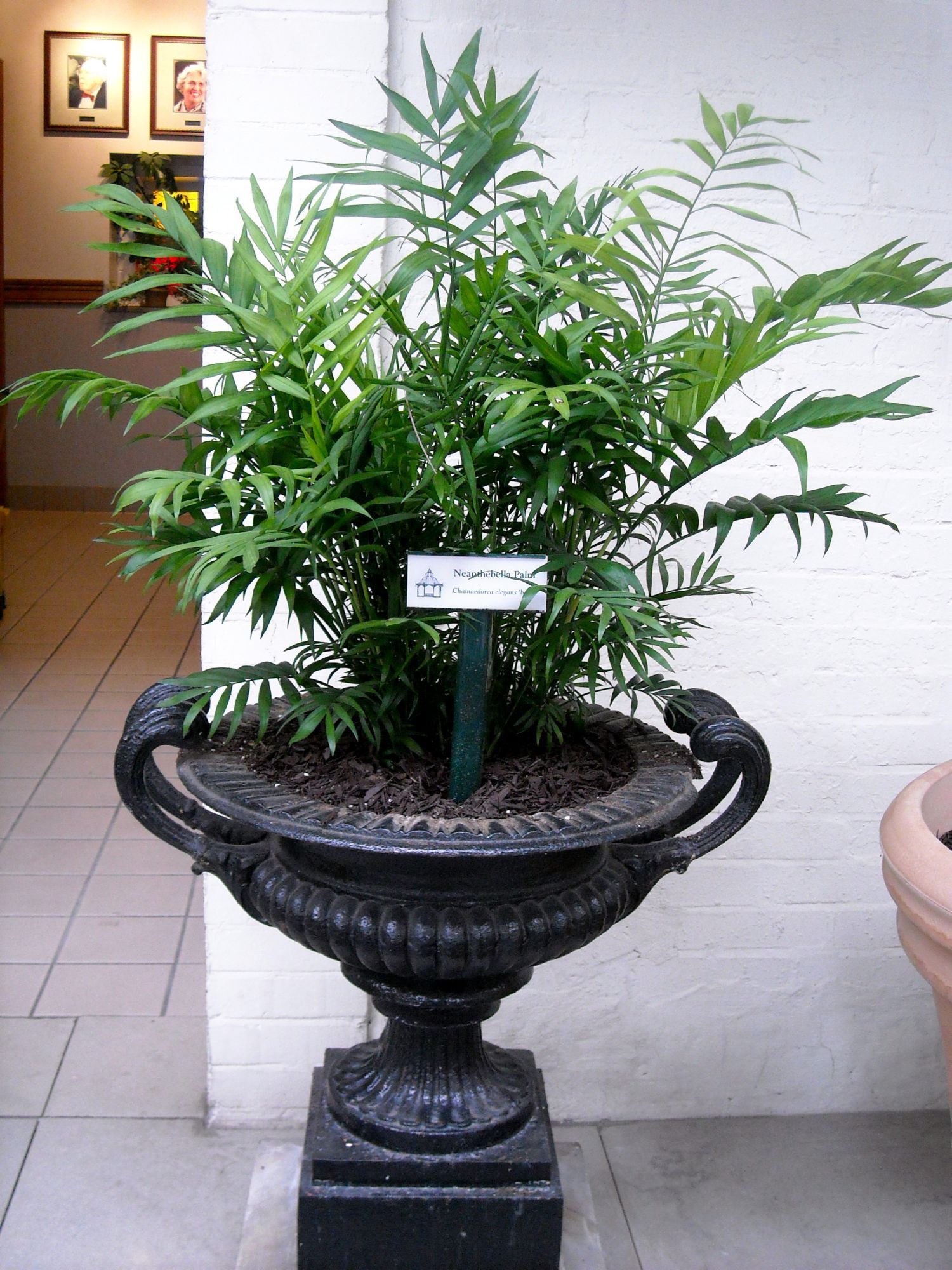 Palm Piper House  Walter Knoll Florist Client Exotic Palm 