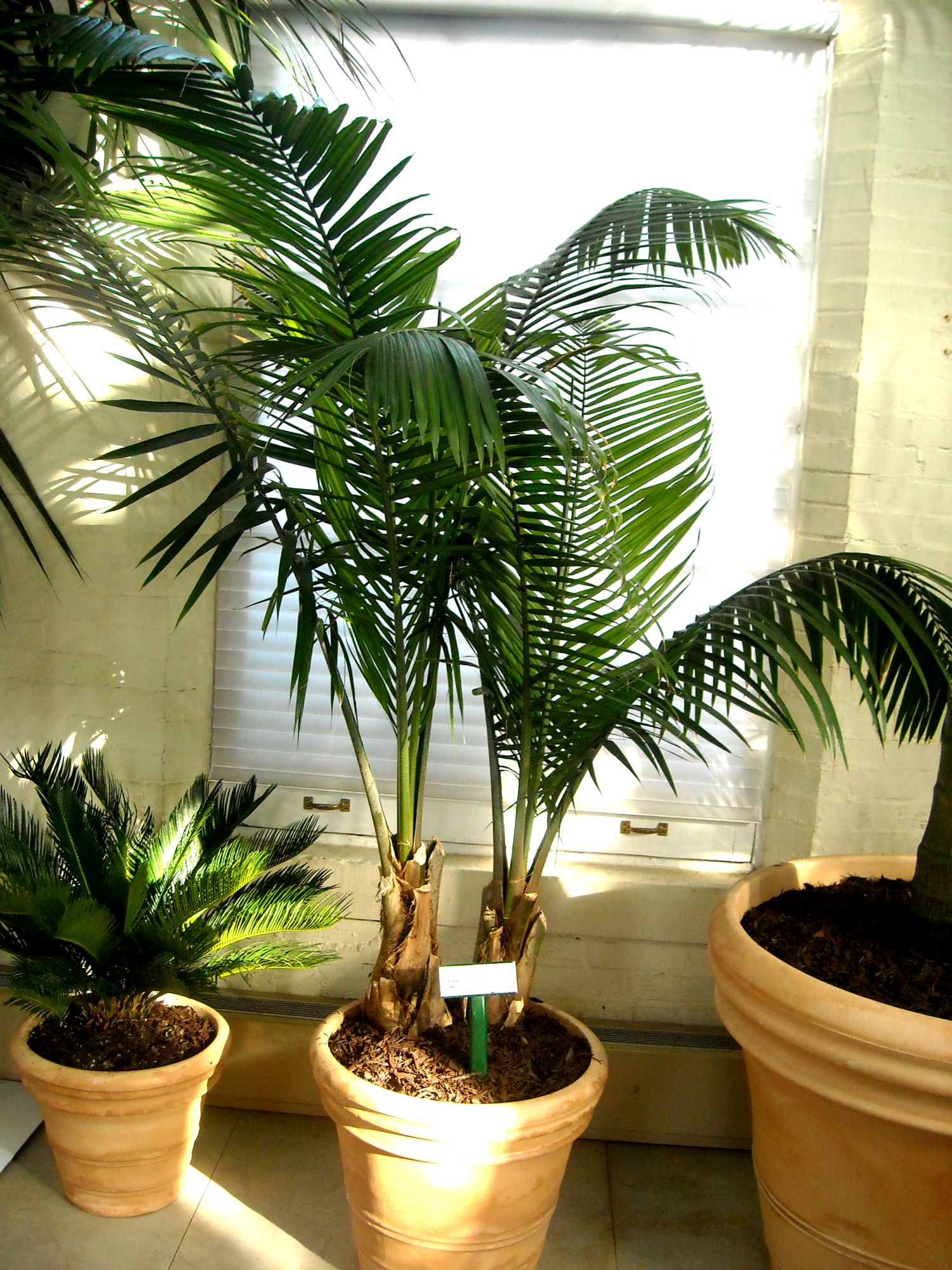 Palm Piper House Walter Knoll Florist Client Exotic Palm Trees Wk Landscapes St Louis Mo,What Temp To Cook Pork Chops On Grill